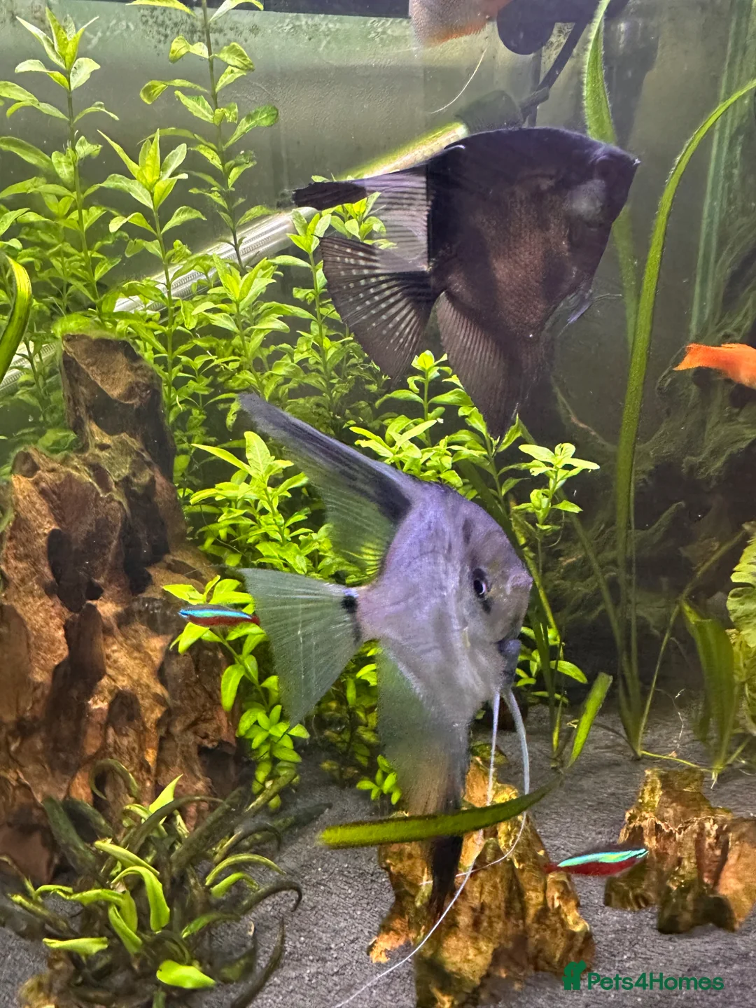Angelfish fish for sale: Two Angel fish in Mold - Advert 1