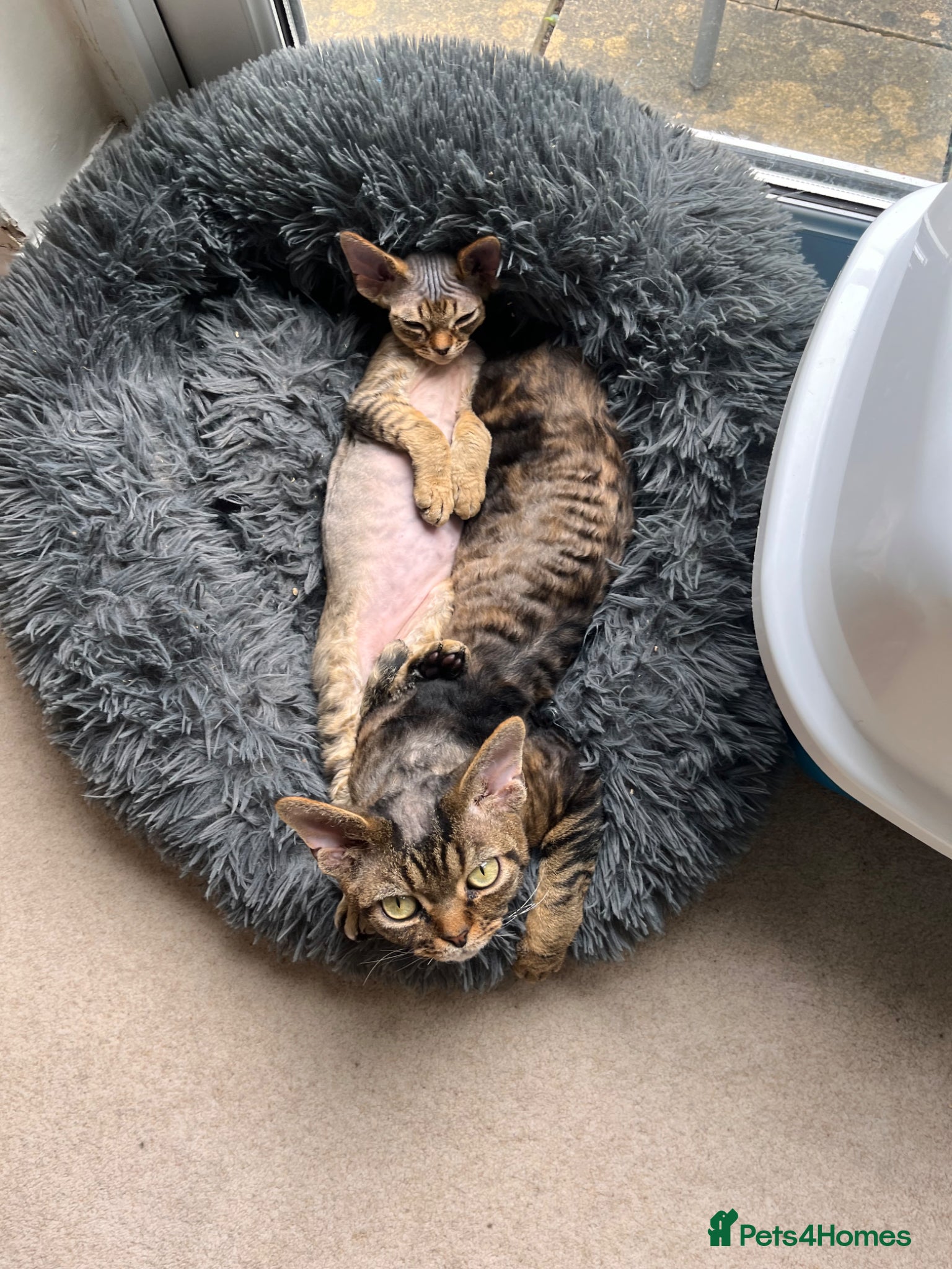 Devon Rex cats for sale: Lovely Devon Rex Kitten is looking for parents  - Advert 9