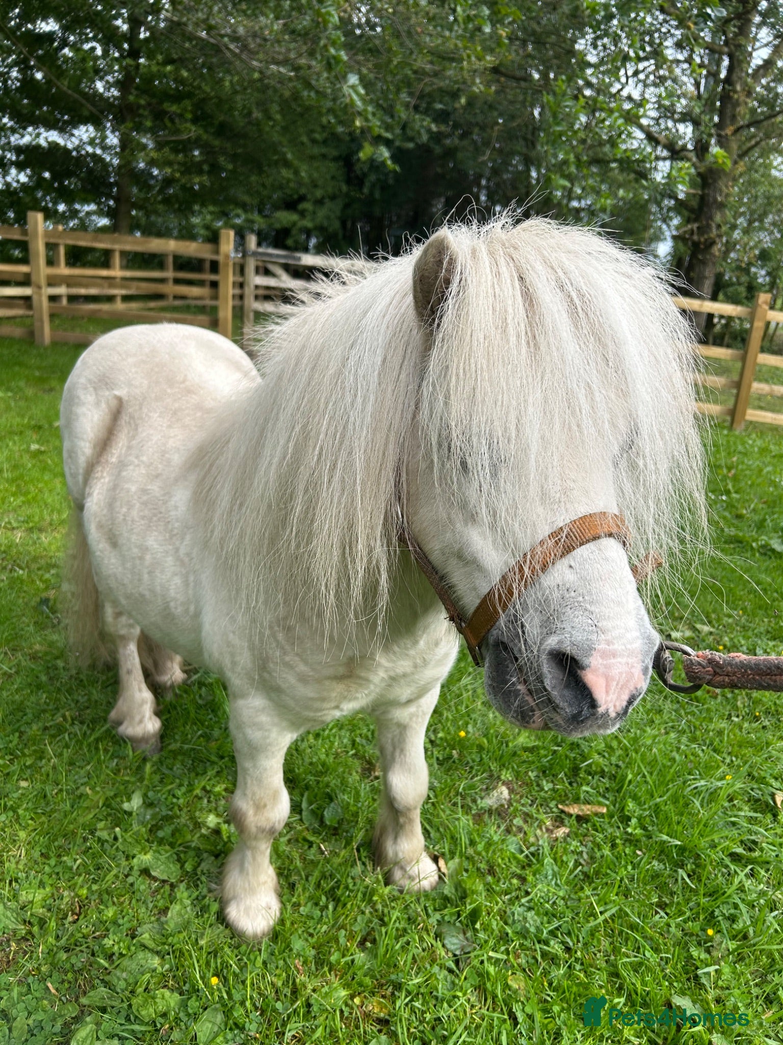 Miniature horses Miniature Shetland - Friendly & Full of Potential - Advert 20