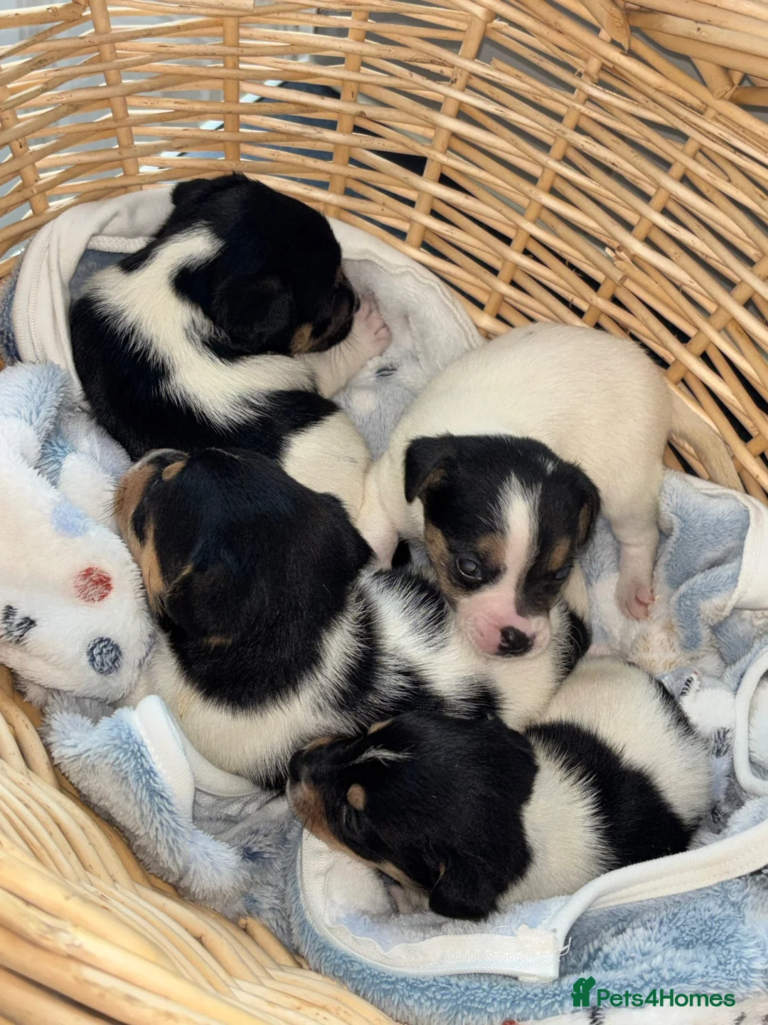 Jack Russell dogs for sale: Jack Russell puppies  - Advert 8