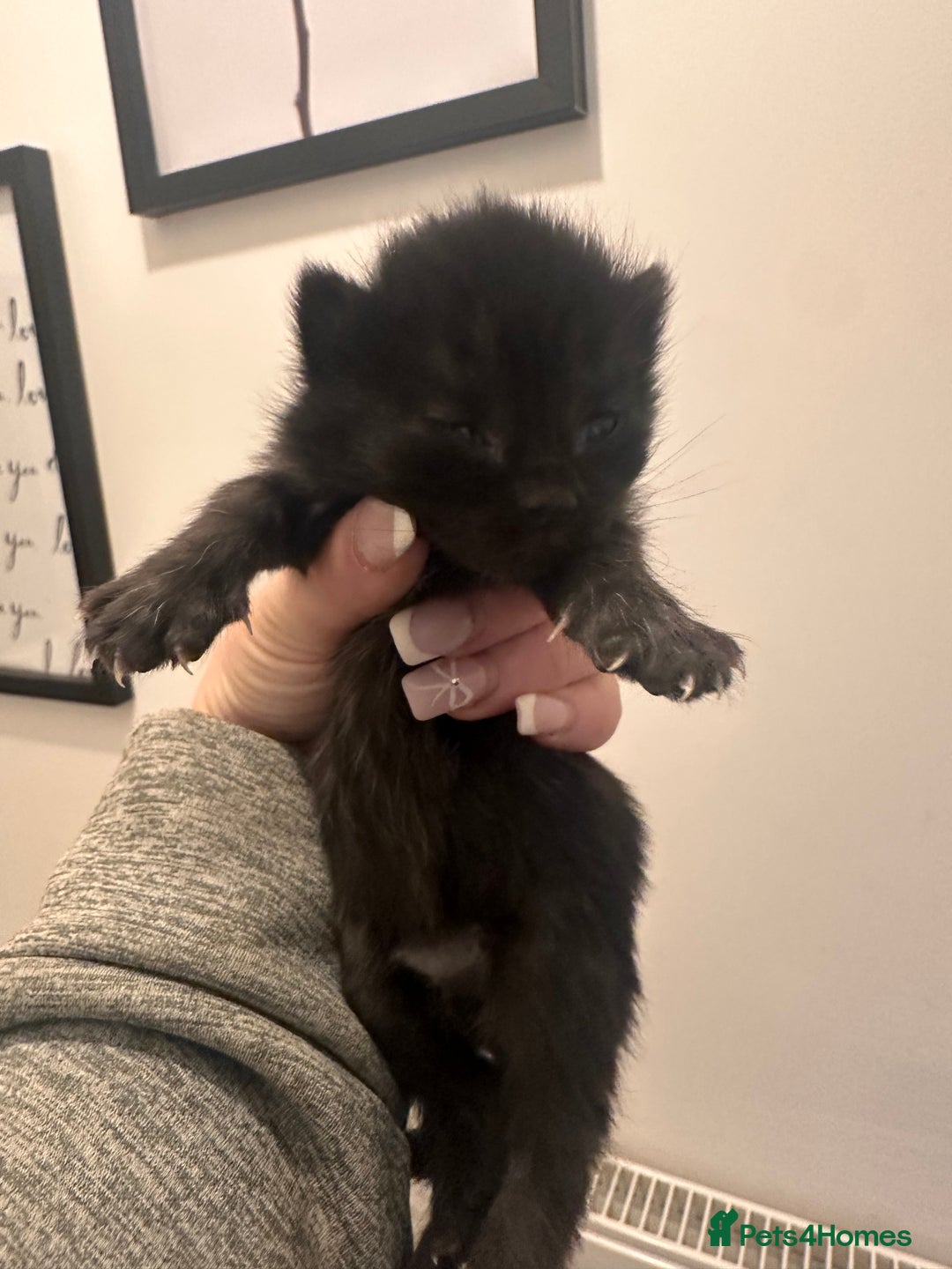 Mixed Breed cats for sale: Gorgeous domestic kittens - Advert 4