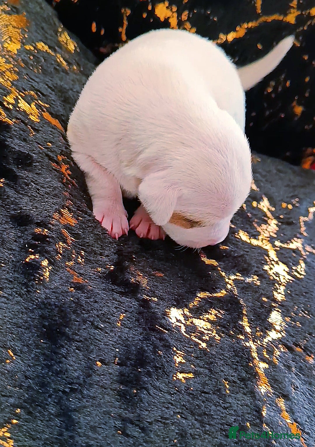 Jack Russell dogs for sale: 🤎🐶 Adorable Jack Russell Terrier Puppies✨ - Advert 3