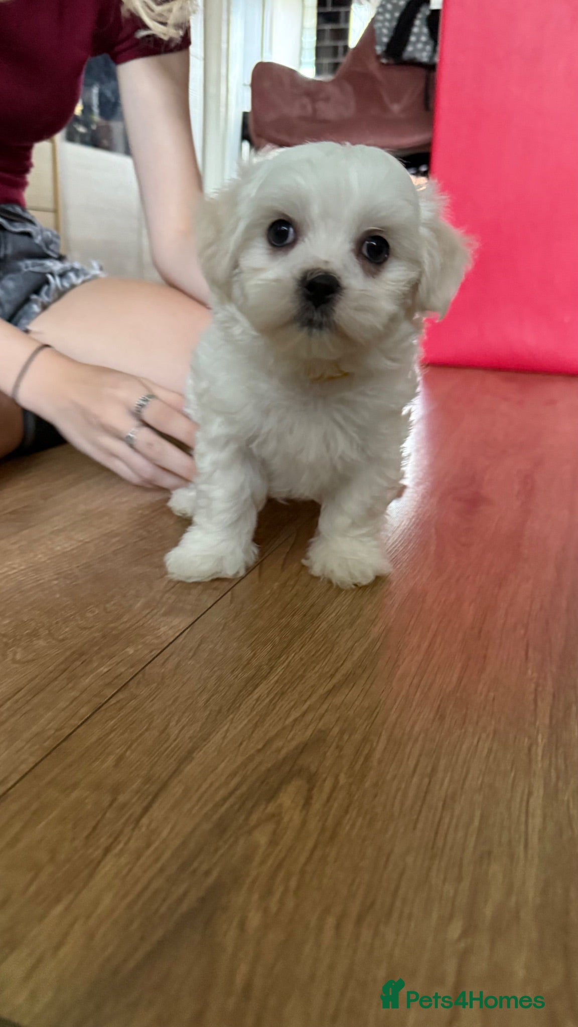 Maltese dogs Price negotiable - Advert 1
