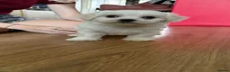 Maltese dogs for sale: Sweet girls - Advert 4