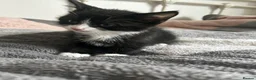 Mixed Breed cats for sale: 3 playful kittens.  - Advert 11