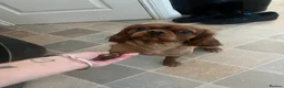Cavalier King Charles Spaniel dogs for sale: Beautiful 3 Year Old Cavalier  in Worcester - Advert 2