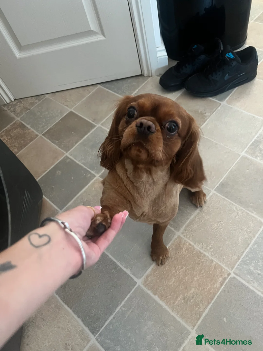 Cavalier King Charles Spaniel dogs for sale: Beautiful 3 Year Old Cavalier  in Worcester - Advert 2