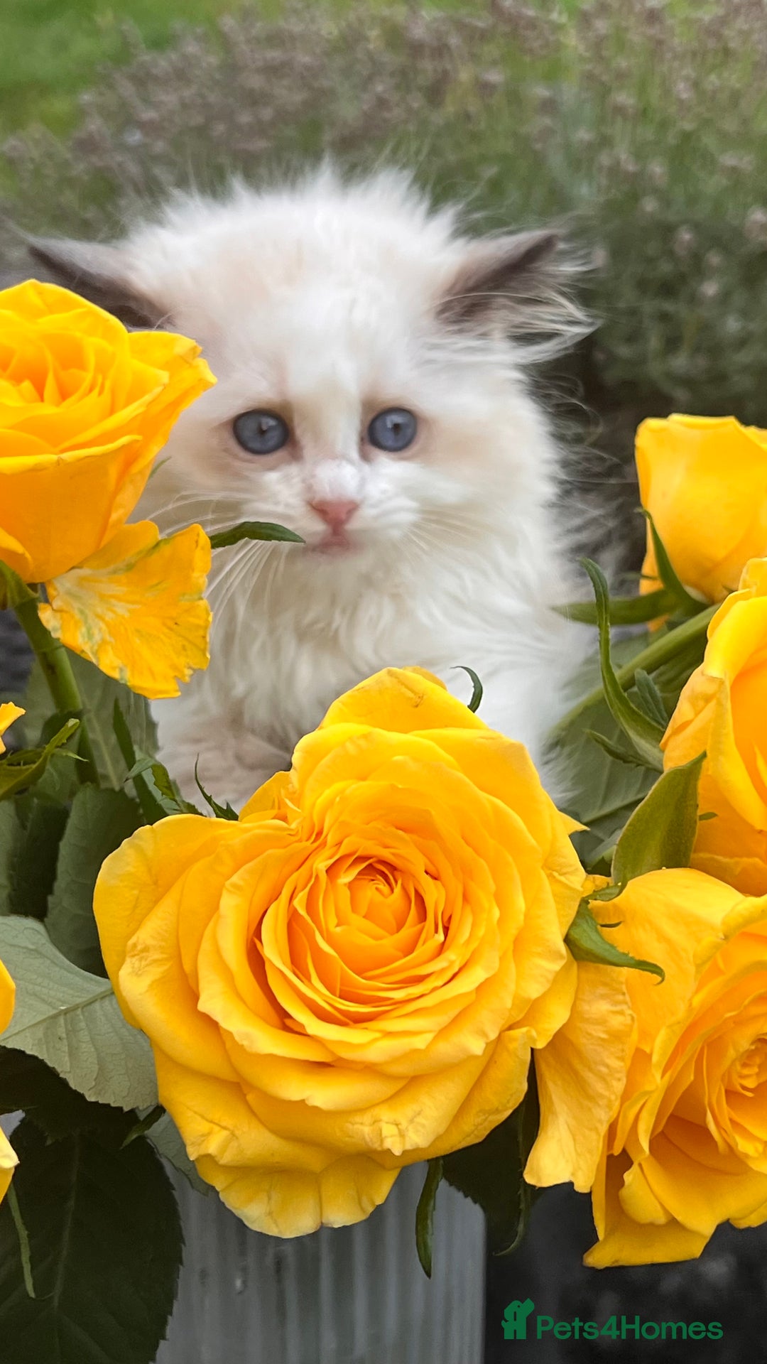 Ragdoll cats for sale: TICA EU pure Ragdoll boys & girls available  in London - Image 6