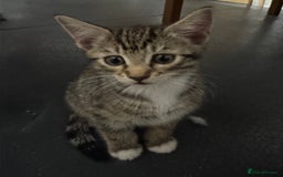 American Shorthair cats for sale: 4 KITTENS FOR SALE WEST LONDON  - Image 1