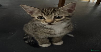 American Shorthair cats - Advert 5