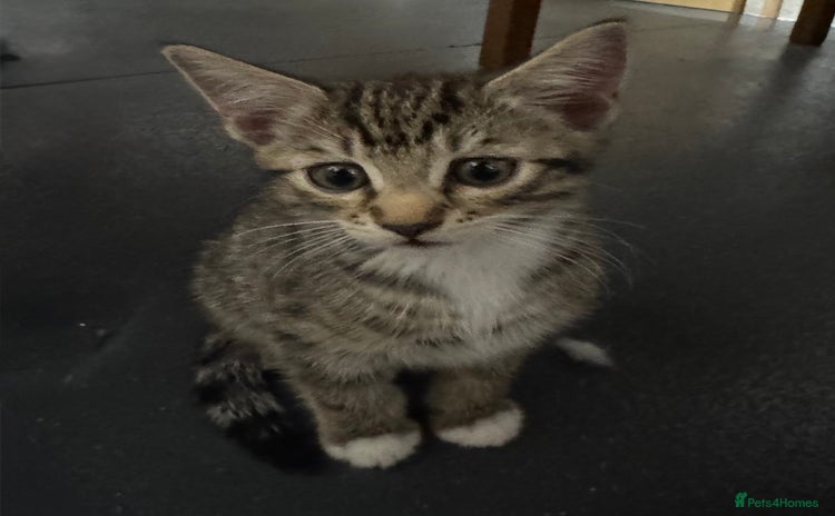 American Shorthair cats - Advert 8