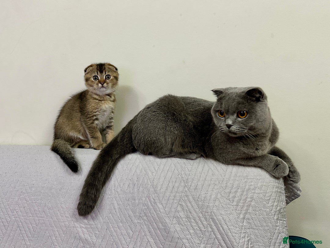 Scottish Fold cats for sale: Scottish fold girl - Advert 9