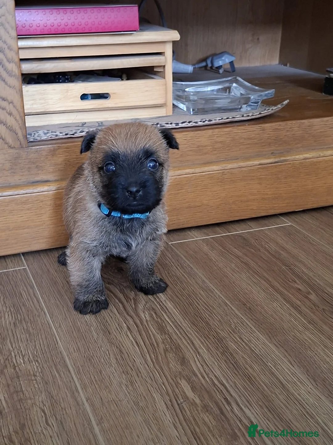 Cairn Terrier dogs for sale: Cairn Terrier Puppies for sale  - Advert 2