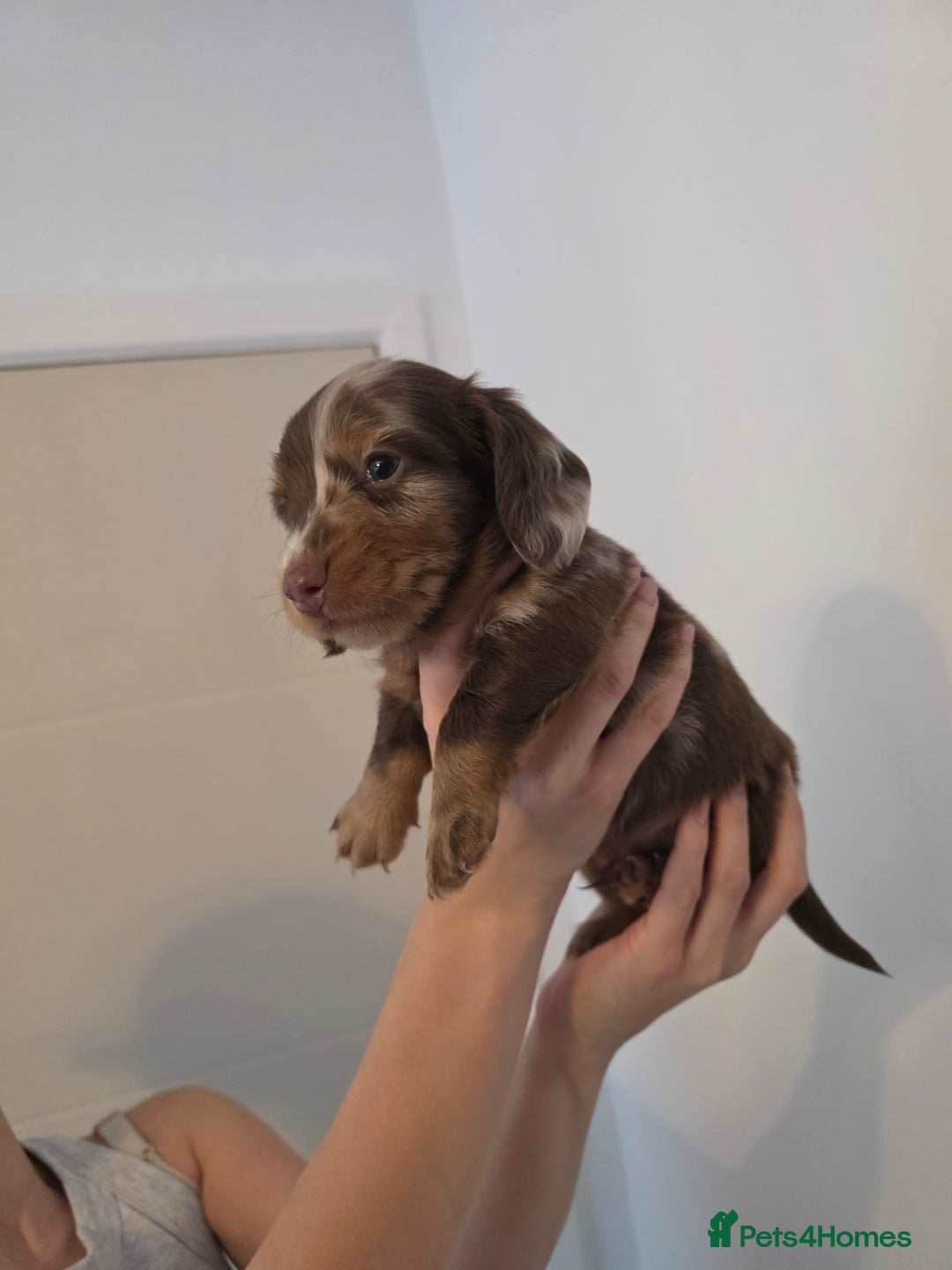 Miniature Dachshund dogs for sale: Kc Reg Long Haired Miniture Dachshund Puppies - Image 36