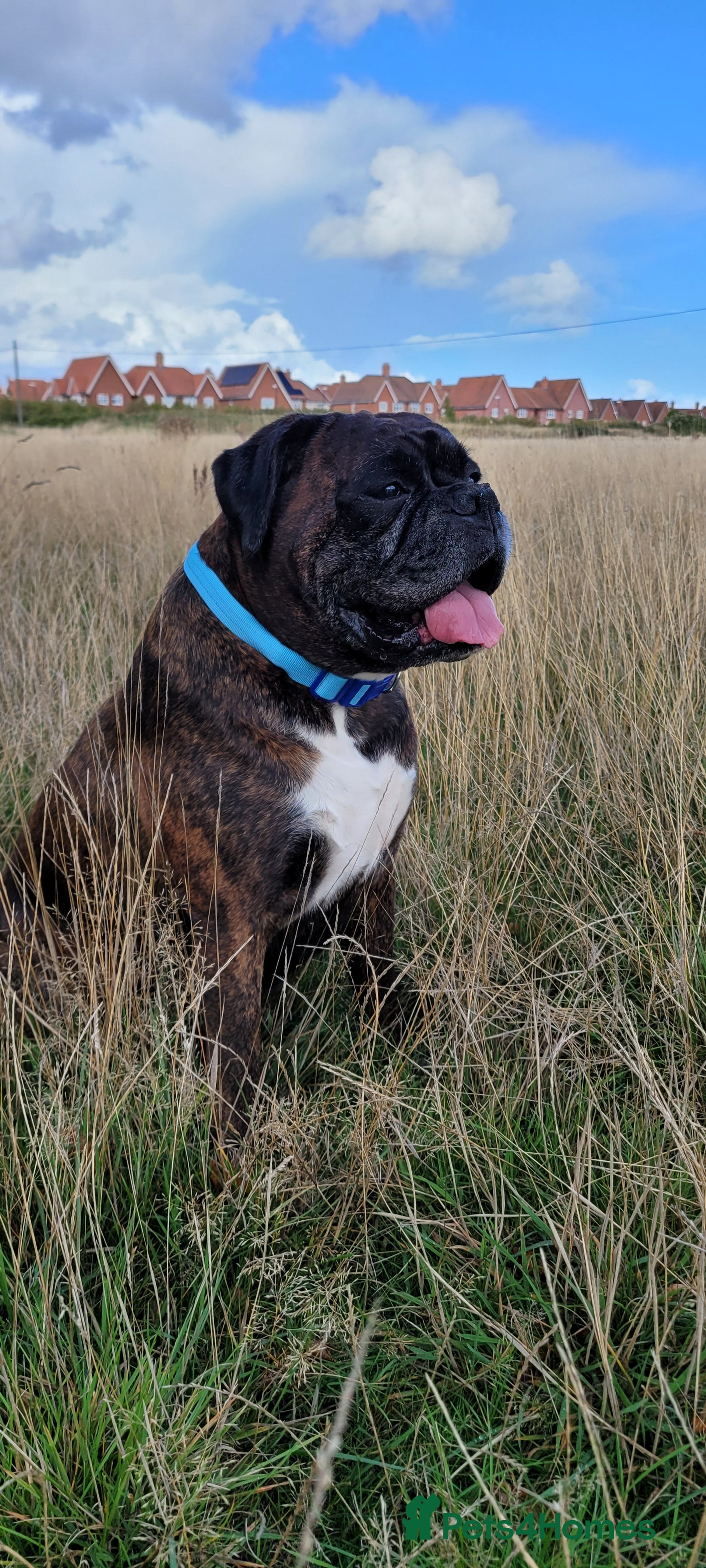 Boxer dogs Boxer for stud in Swindon - Advert 18