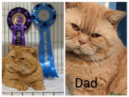 British Shorthair cats GCCF Pedigree BSH chocolate, lilac kittens 😻 - Advert 6