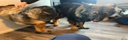 German Shepherd dogs for stud: German shepherd stud  - Advert 3