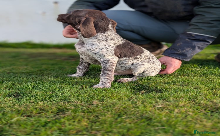 German Shorthaired Pointer dogs - Advert 1