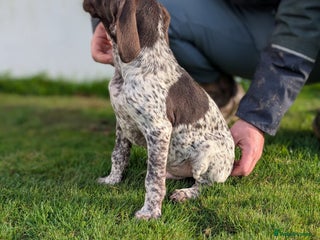 German Shorthaired Pointer dogs - Advert 2