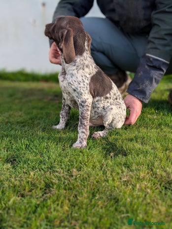 German Shorthaired Pointer dogs - Advert 4