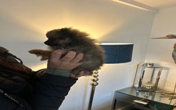 Pomeranian dogs for sale: Full Pomerianians X Small Breed - Image 4