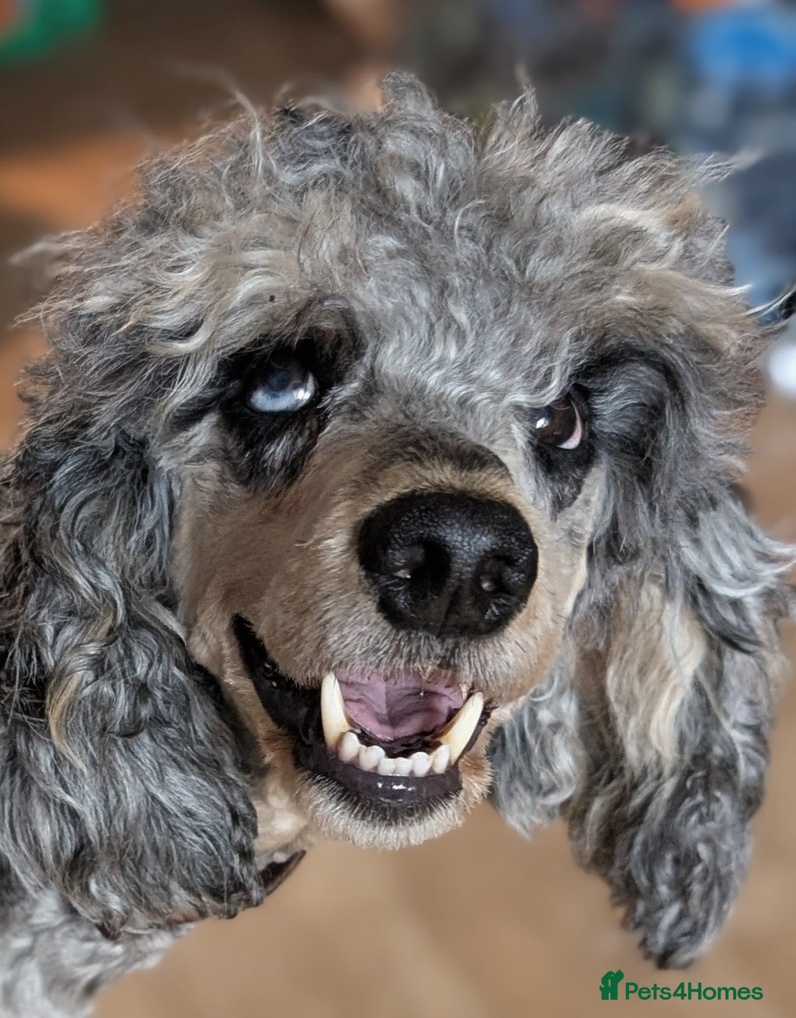 Labradoodle dogs for sale: Unique Labradoodles - Merle, Phantom, Black, Red - Advert 8