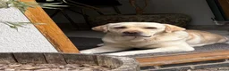 Labrador Retriever dogs for sale: Repeat mating  - Advert 3