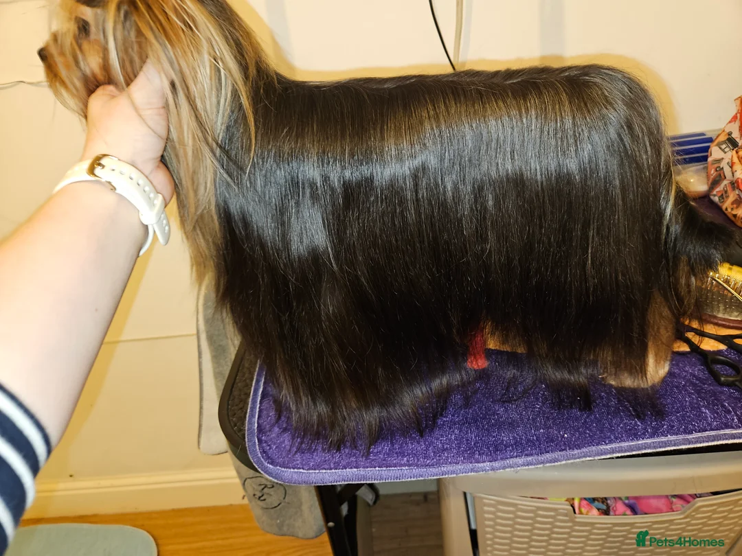 Yorkshire Terrier dogs for stud: PROVEN KC reg 2.5kg experienced STUD boy in Newton-le-Willows - Advert 12