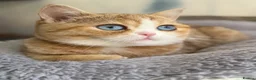 British Shorthair cats for sale: British shorthair beautiful golden kittens  - Advert 22