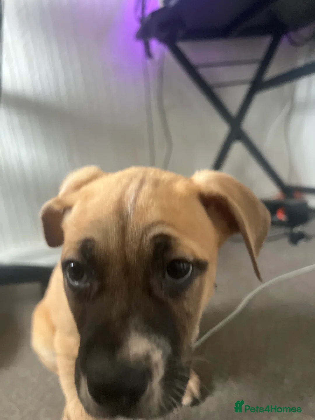 Mixed Breed dogs for sale: 8 Beautiful Mastiff x Staff x Black Mouth Cur Pups - Advert 30