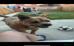 Mixed Breed dogs for sale: English Bulldog x Chow Chow - Image 2