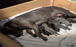 Staffordshire Bull Terrier dogs for sale: Ms/Mister - Image 26