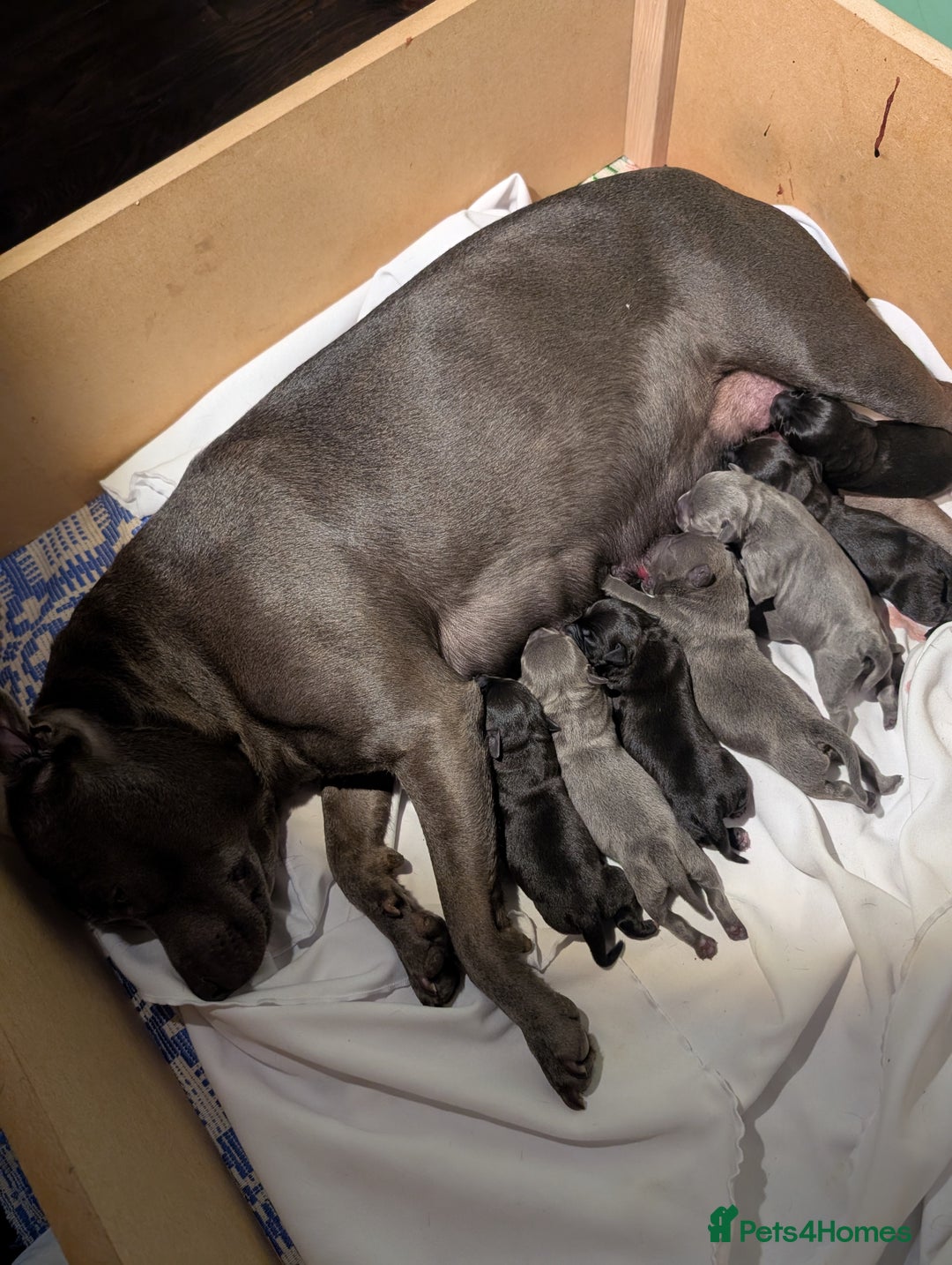 Staffordshire Bull Terrier dogs for sale: Ms/Mister - Image 26