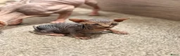 Sphynx cats for sale: Stunning litter of Sphynx kittens (hairless & fur) - Advert 21