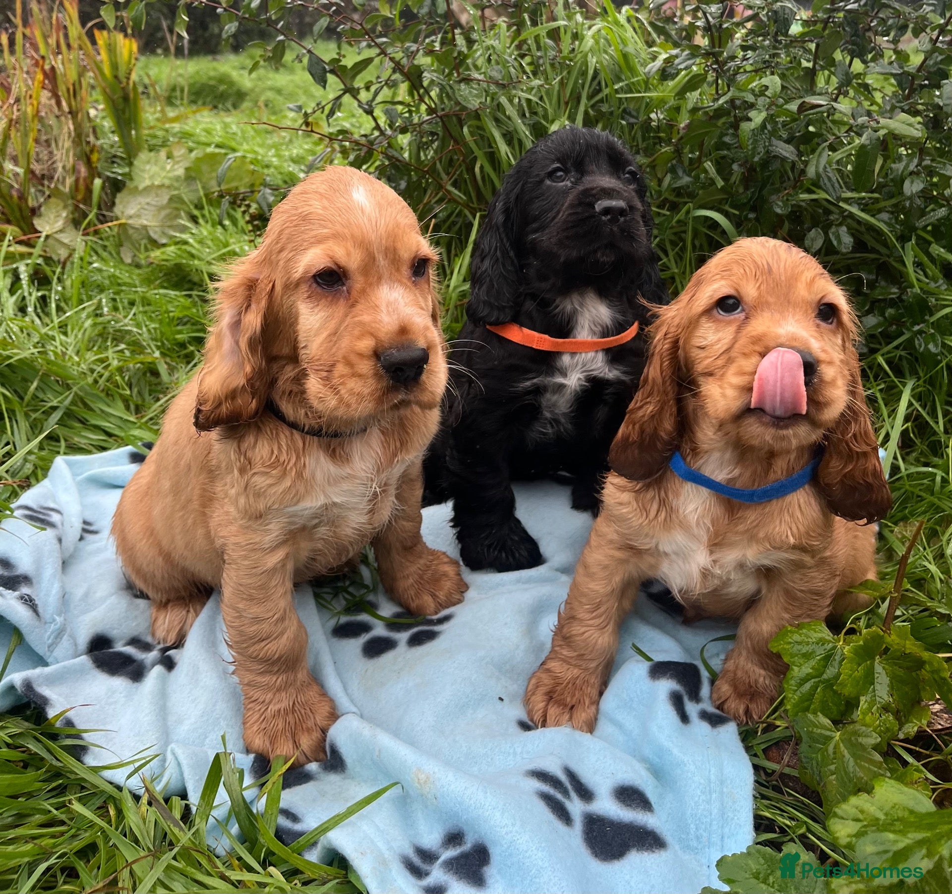 Cocker Spaniel dogs Stunning show type cocker spaniel puppies  - Advert 1