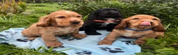 Cocker Spaniel dogs for sale: Stunning show type cocker spaniel puppies  - Advert 1