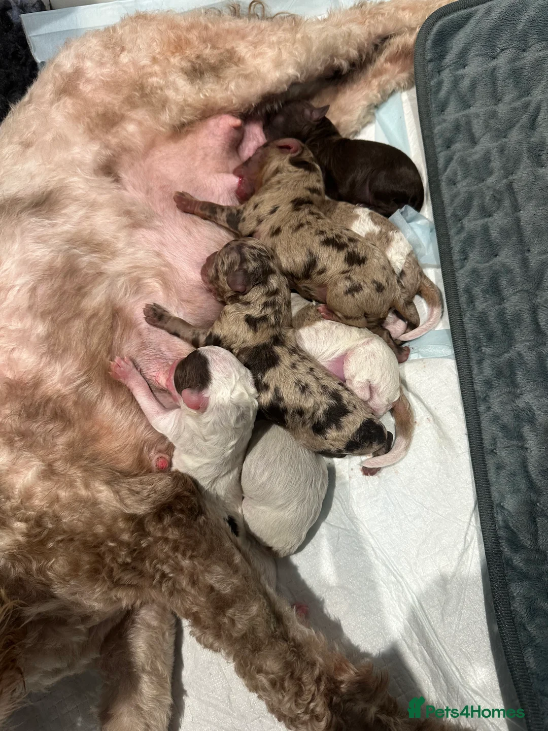 Cavapoo dogs for sale: Exceptional F2 Cavapoo Puppies - HomeRaised  - Advert 6