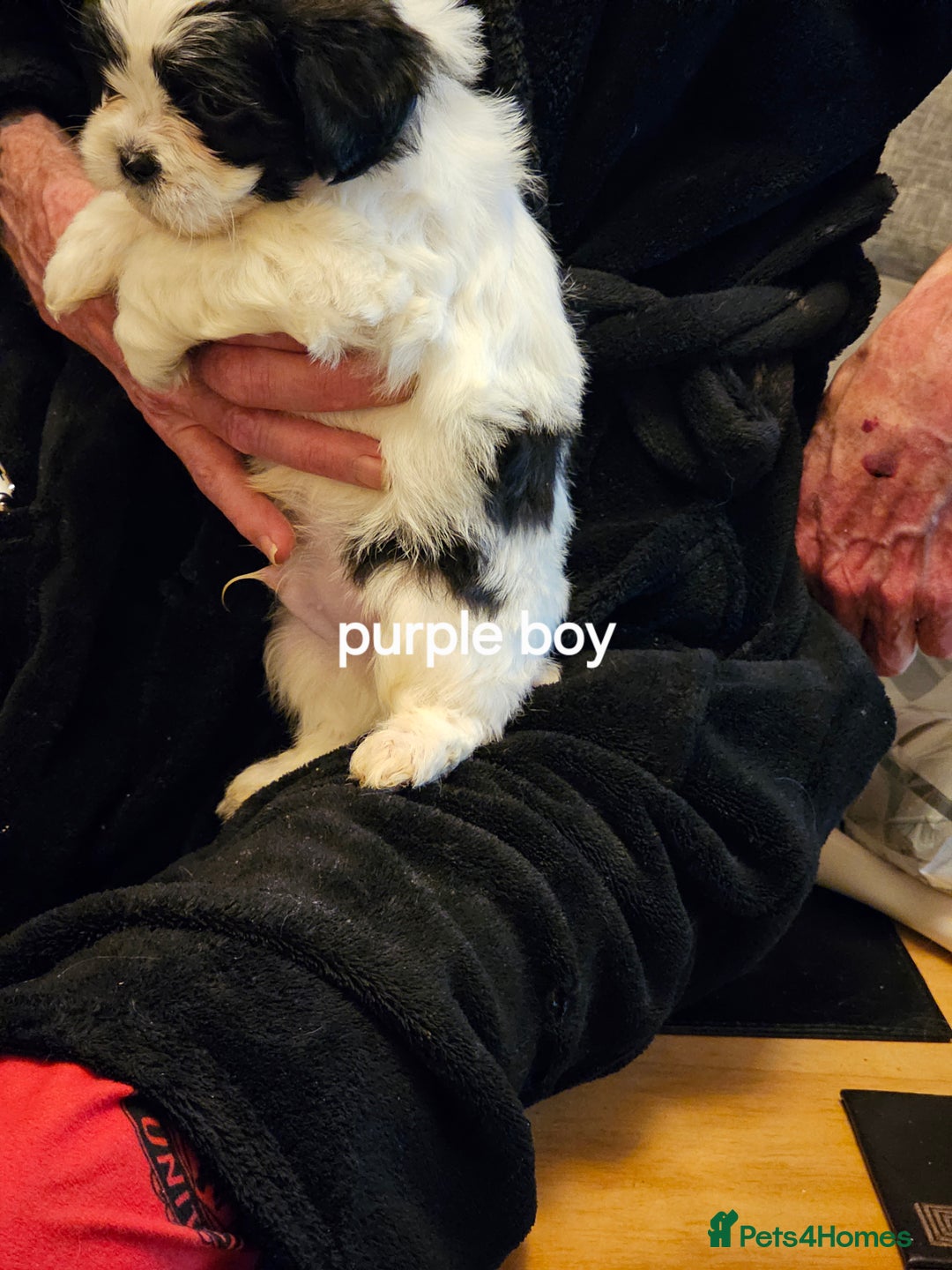 Malshi dogs for sale: GORGEOUS MALSHI PUPPIES AVAILABLE - Advert 12