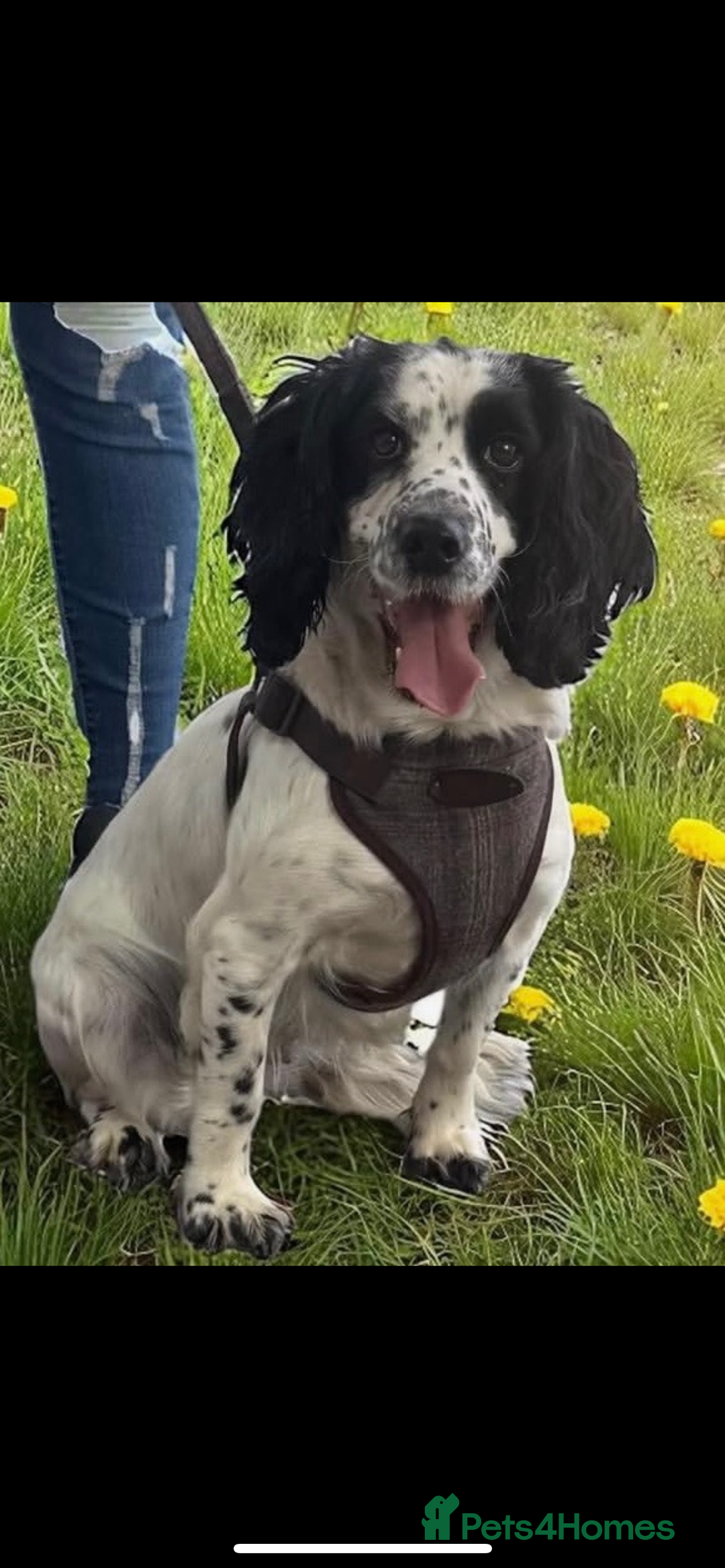 Cockapoo dogs for sale: Beautiful toy cockapoo  - Advert 8