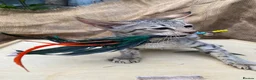 Savannah cats for sale: Savannah PED’G kitten last light bst girl F5SBT - Advert 11