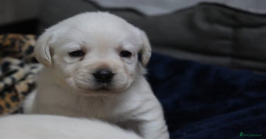 Labrador Retriever dogs - Advert 4