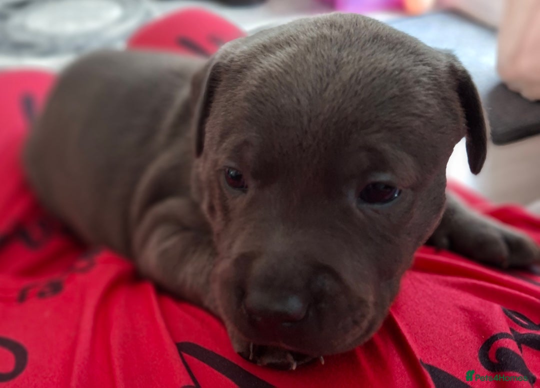 Staffordshire Bull Terrier dogs for sale: 1 female blue available ready to leave 28th August - Image 8