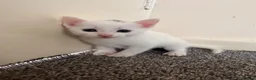 Mixed Breed cats for sale: 4 white kittens available soon  - Advert 3