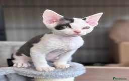 Devon Rex cats for sale: **Pedigree Devon Rex Girls** - Image 2