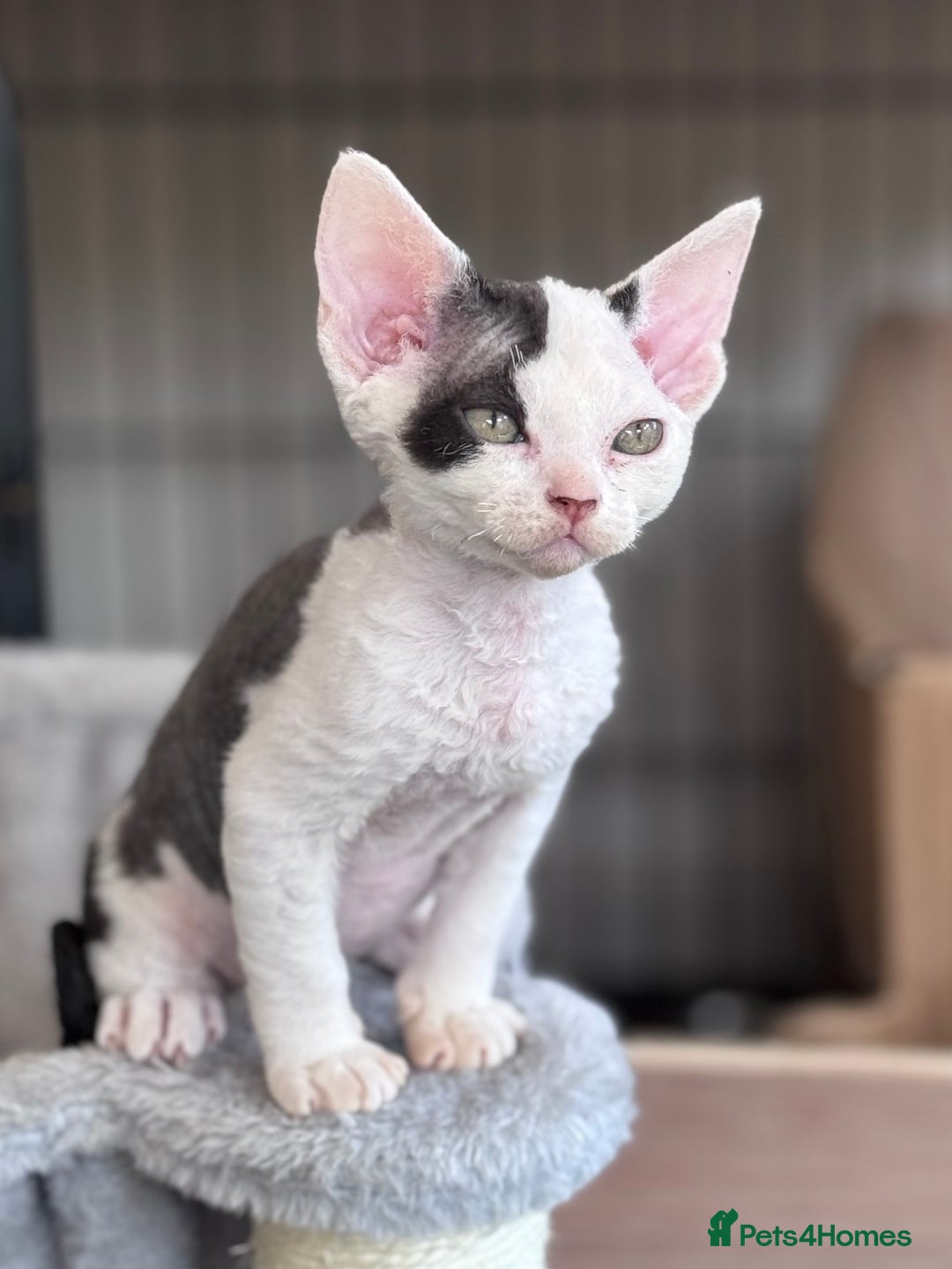 Devon Rex cats for sale: **Pedigree Devon Rex Girls** - Image 2