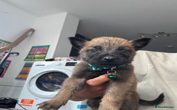 Mixed Breed dogs for sale: German Shepherd x Belgian Malinois - Image 9