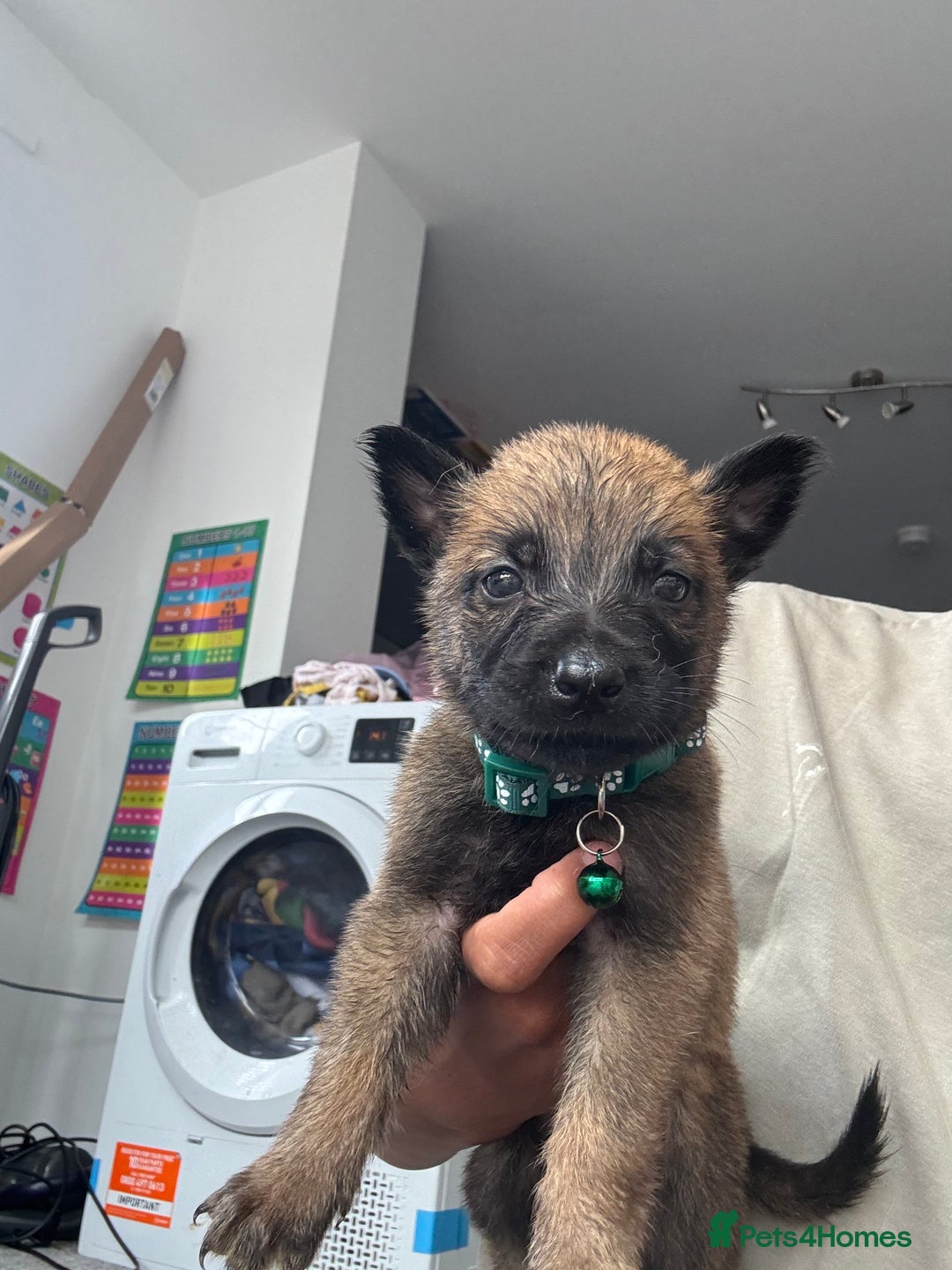Mixed Breed dogs for sale: German Shepherd x Belgian Malinois - Image 9