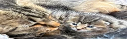 British Longhair cats for sale: Stunning Fluffy Tabby Longhaired  - Advert 7