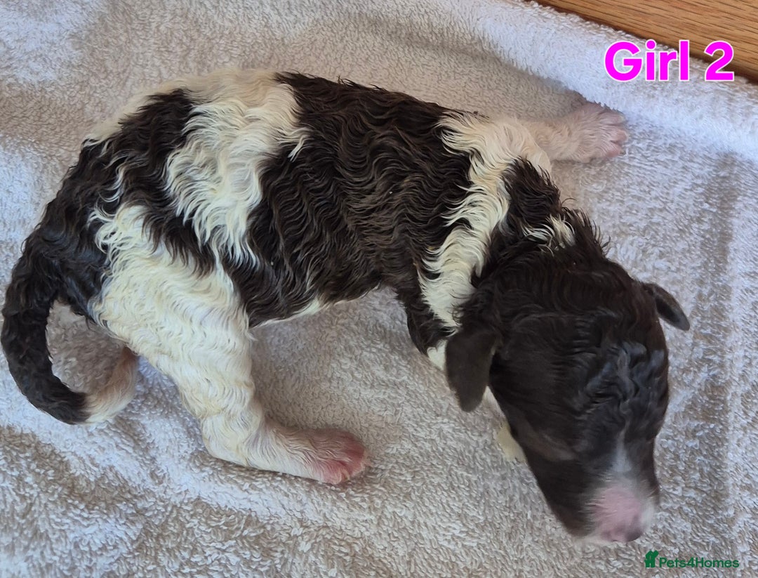 Standard Poodle dogs for sale: KC Reg Chocolate parti Standard Poodle puppies - Image 5