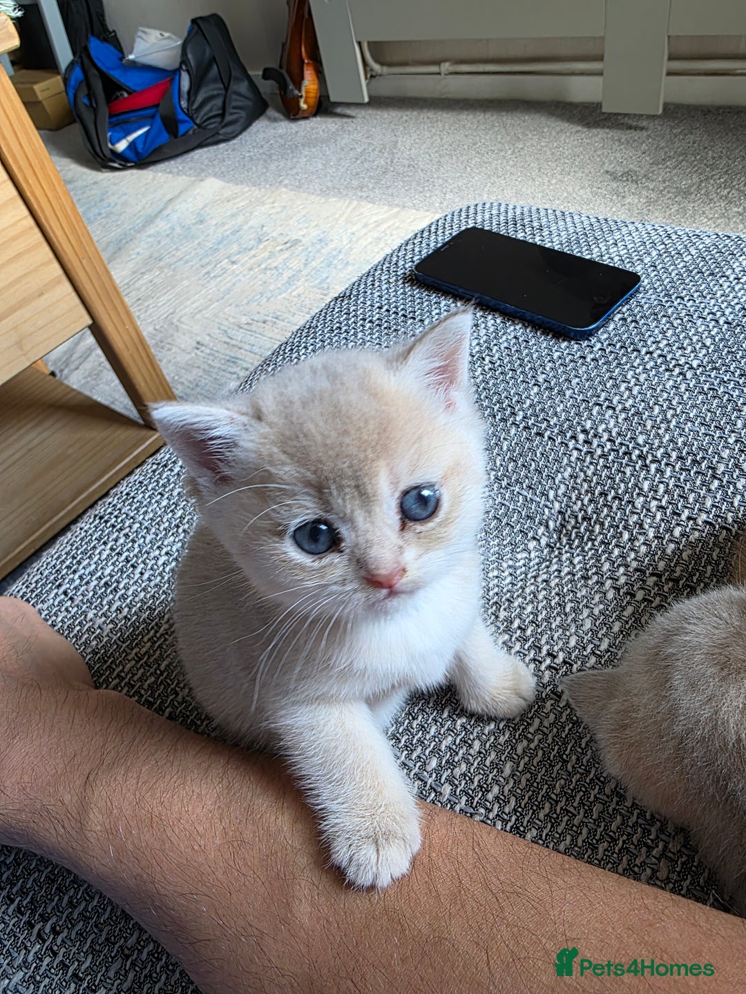 British Shorthair cats for sale: British shorthair Tica😻😽🐈😺😍🌹🌸🌼 - Advert 28